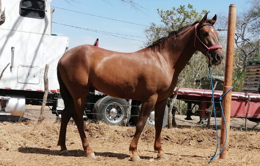  Autoridades recuperan más de 120 animales con denuncia de hurto pecuario