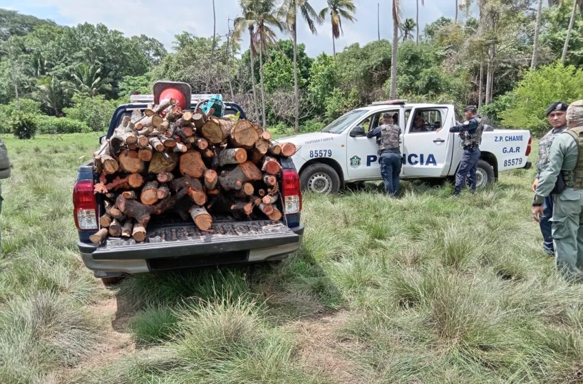  Autoridades sorprenden a dos hombres talando mangle en área protegida de Chame