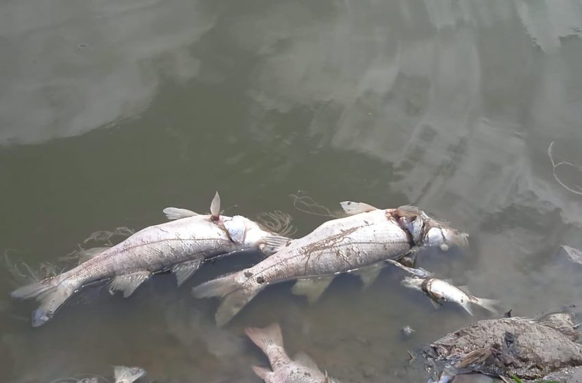  Investigan mortandad de peces en el Parque Nacional Sarigua