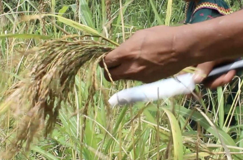  Productores de arroz y maíz continúan recibiendo pagos por compensación