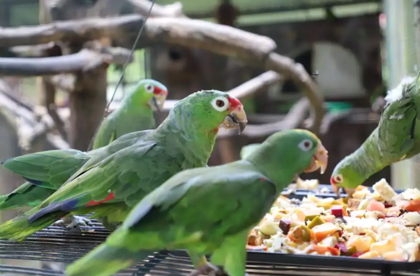  Aves víctimas del tráfico ilegal encuentran refugio en el Parque Municipal Summit