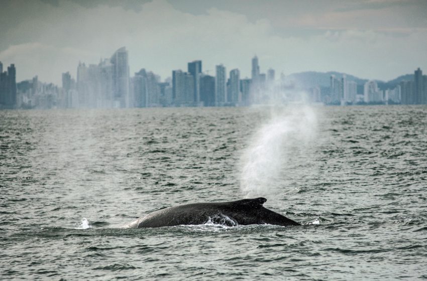  ATP realiza taller virtual Conmemorativo al Día Mundial de las Ballenas y los Delfines