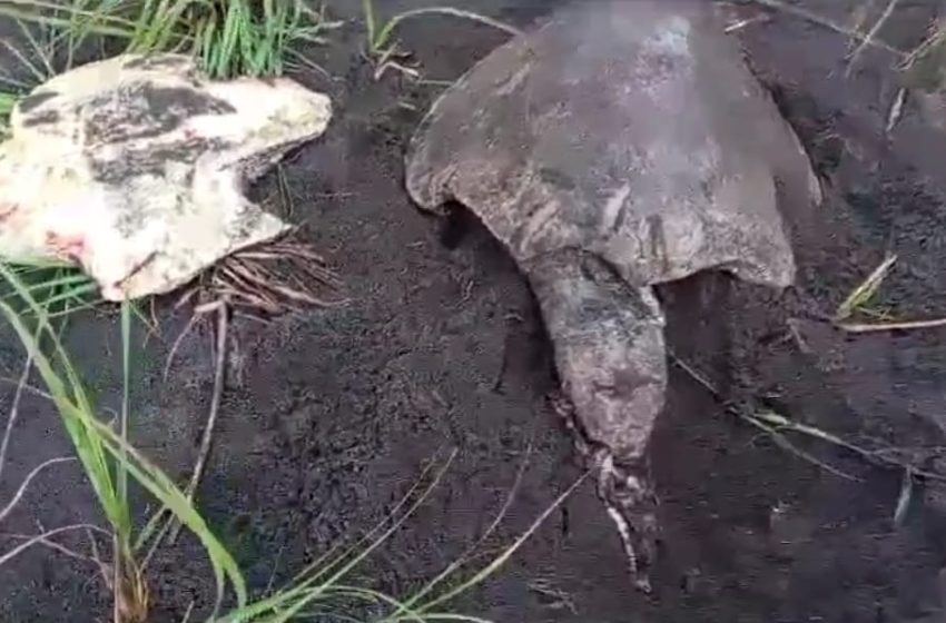  MiAMBIENTE será enérgico contra criminales de tortugas marinas