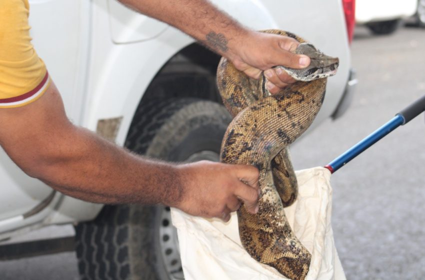  Aumentan los rescates de fauna silvestre en Chiriquí