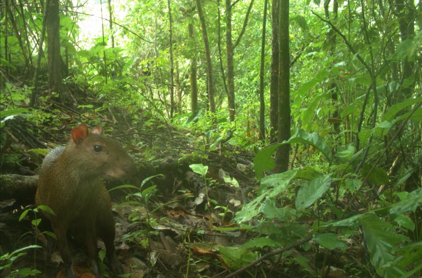  Mamíferos detectados en las plantaciones de madera informan sobre prácticas forestales sostenibles