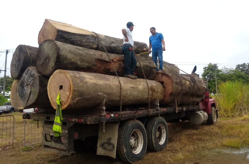  Retienen camión que transportaba madera de forma ilegal en Chepo