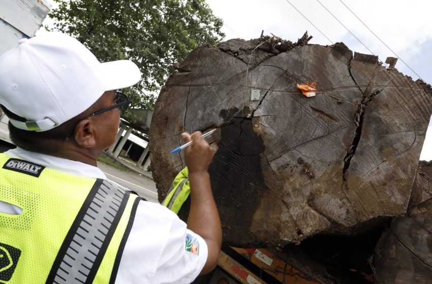  MiAmbiente prohíbe movilización de madera durante los fines de semana