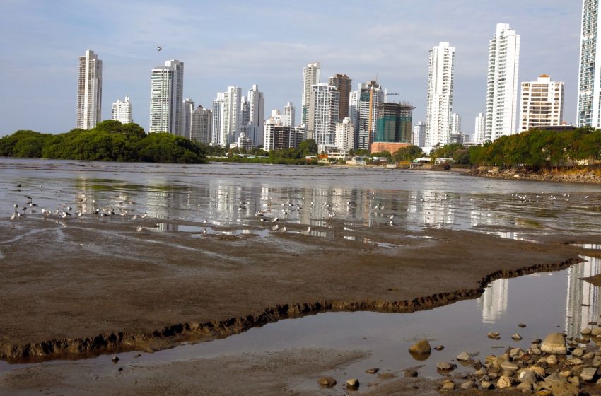  Humedales de Panamá Viejo: un ecosistema vital en medio de la ciudad