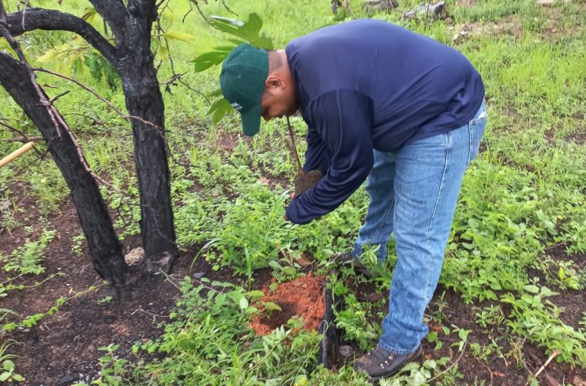  MiAMBIENTE y estudiantes realizan importante jornada de reforestación