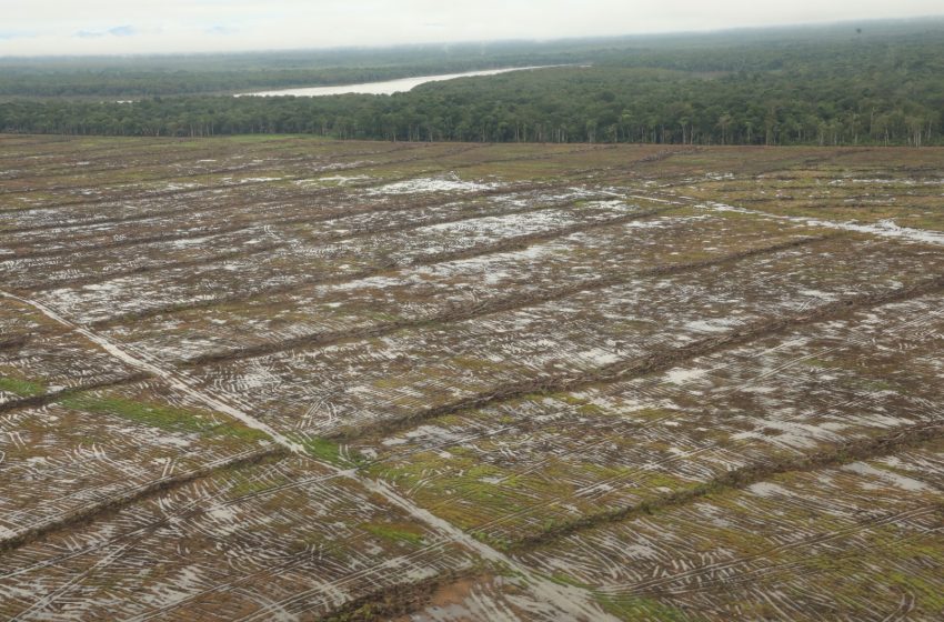  Detectan posibles daños ambientales en humedales y bosques en Darién