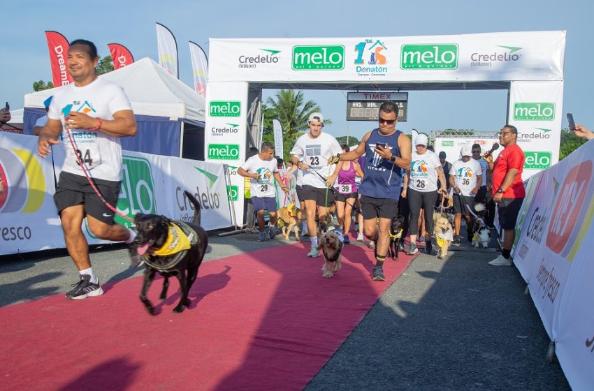  Mas de 500 animales sin hogar podrán ser esterilizados, gracias a la 1ra Carrera-Caminata Donatón