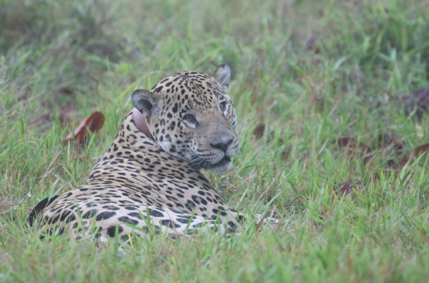  Rugido de esperanza: 270 jaguares emergen en el oriente nacional