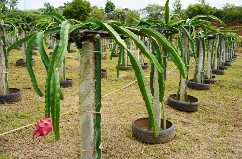  Producción de pitahaya sigue ganando fuerza en Panamá