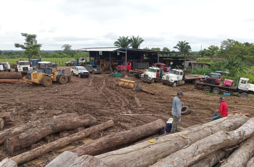  Ministerio de Ambiente encuentra madera ilegal en patios de Darién