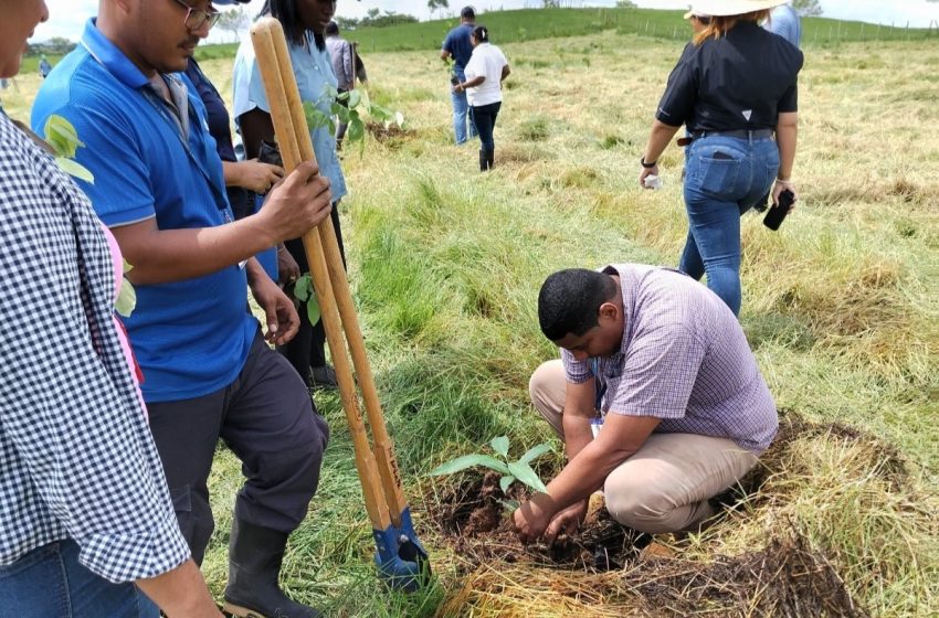  Más de 100 plantones para reemplazar especies no adaptadas