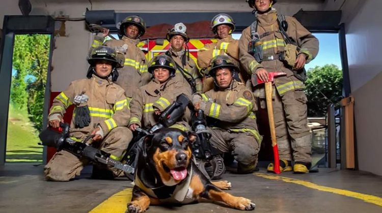  Cuerpo de bomberos crean Unidad Canina