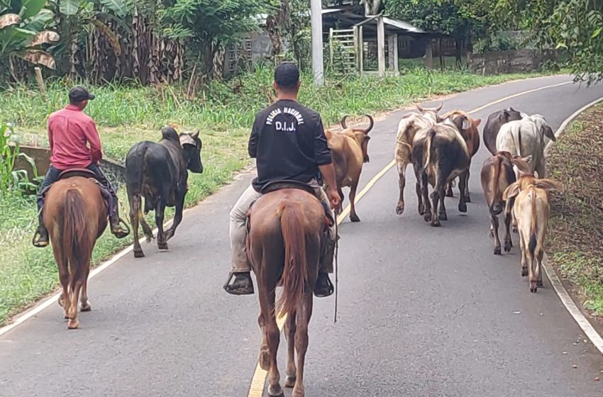  Policía recupera 10 reses con denuncia de hurto pecuario