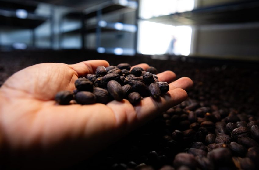  Lamastus Family Estate Coffee impone nuevo récord mundial con el Geisha de Panamá