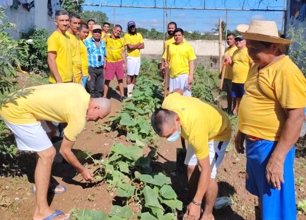  Privados de libertad aprenden nuevas técnicas de cultivo de hortaliza