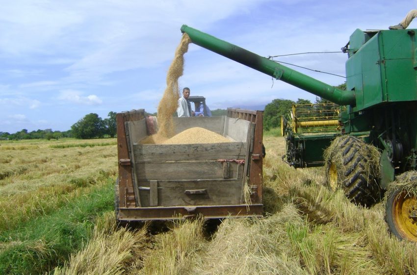  Panamá importará 60 mil quintales de arroz