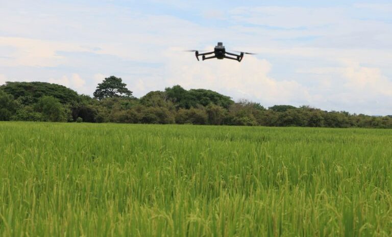  Producir más con menos, un objetivo del MIDA para el rendimiento del arroz panameño