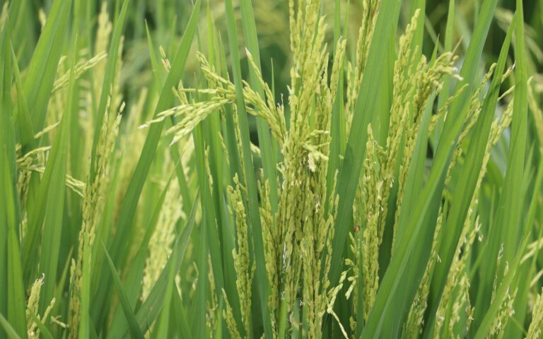  Gobierno Nacional iniciará pago pendiente a productores de arroz