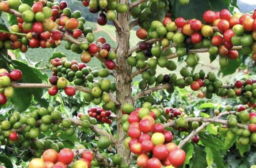  Productores de Café de Panamá Oeste se preparan para la zafra 2025