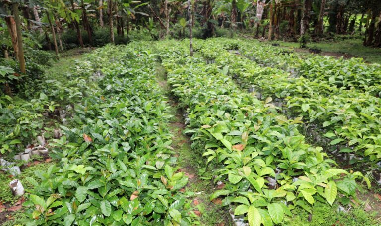  Cultivo de café Robusta en Panamá Oeste, camina hacia su evolución