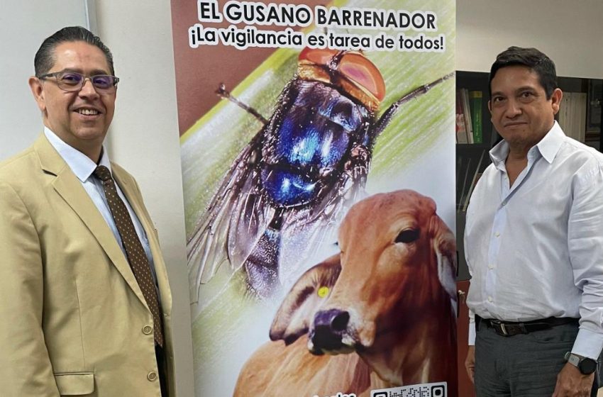  Autoridades refuerzan campaña contra el Gusano Barrenador