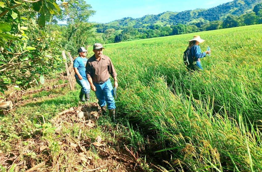  Productores de Veraguas reciben apoyo del MIDA