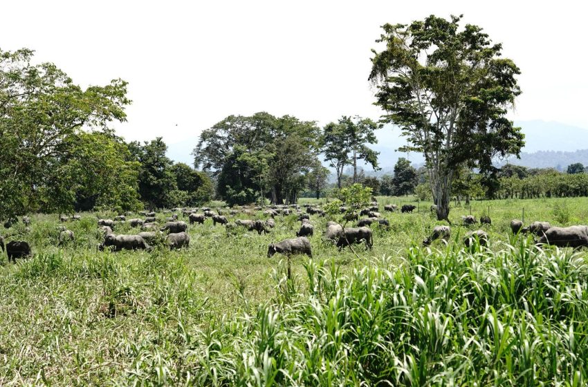  Producción y cría de búfalos toma impulso en Panamá