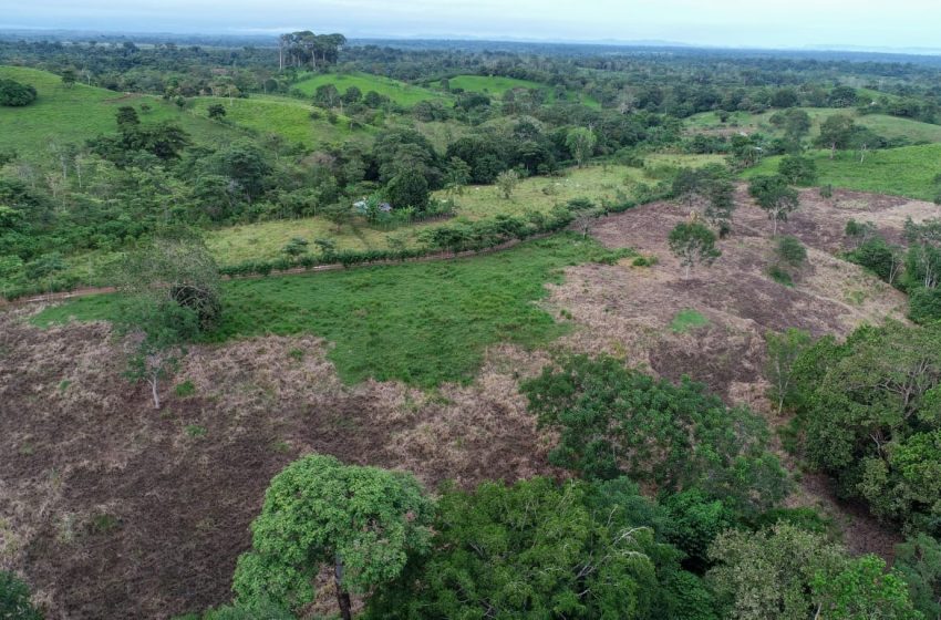  Alerta en la región de Darién: Deforestación, Tala y Comercio ilegal de madera amenaza bosques naturales