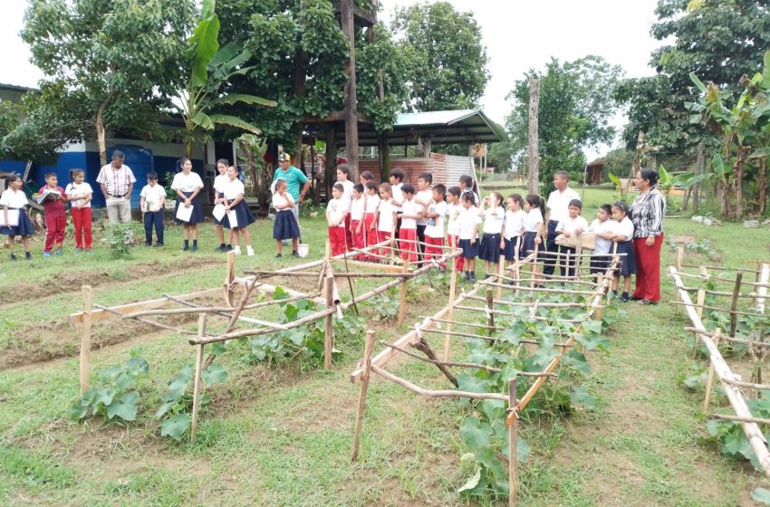  Entregan insumos avícolas a 62 huertos escolares en Coclé, Herrera y Colón