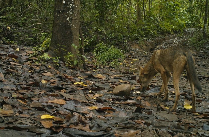  Instan a productores agrícolas a tomar medidas ante la presencia de coyotes