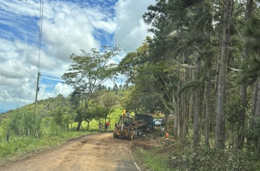  MiAmbiente aclara que extracción de árboles de Pino Caribe está fuera de la Reserva Forestal de Montoso