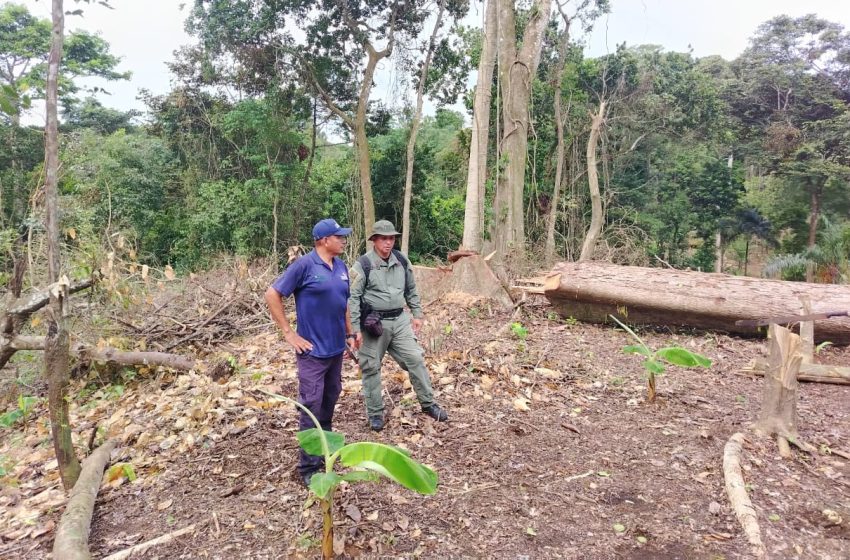  Sorprenden a dos personas en áreas donde se talaron ilegalmente 36 árboles en Achiote Sur, en  Colón