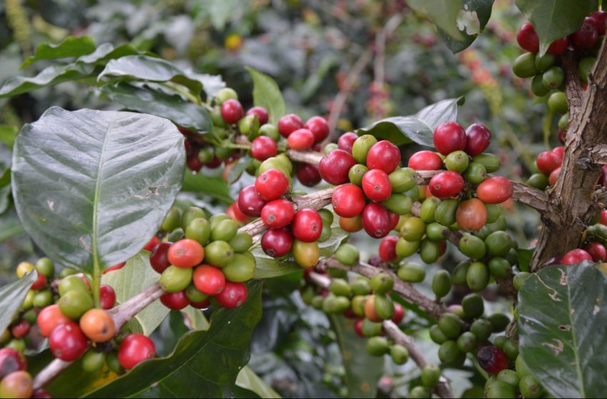  Gabinete aprueba extender medidas de protección al café tostado