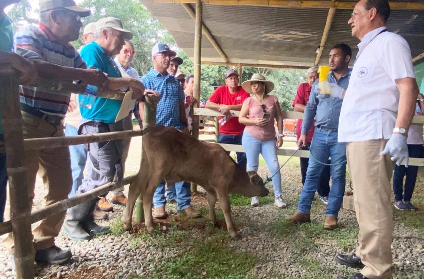  En Dolega productores se capacitan para prevenir el gusano barrenador