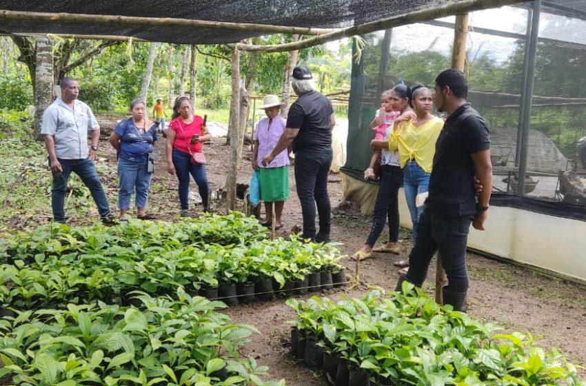  Pequeños productores de café de Colón visitan finca experimental