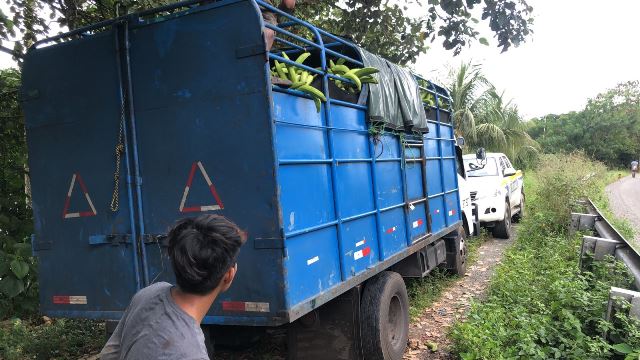  Aduanas retiene nuevo cargamento de plátanos de presunto contrabando en Bocas del Toro