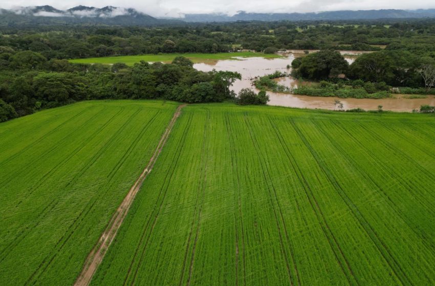  Instituto de Seguro Agropecuario monitorea afectaciones en hectáreas de arroz y maíz