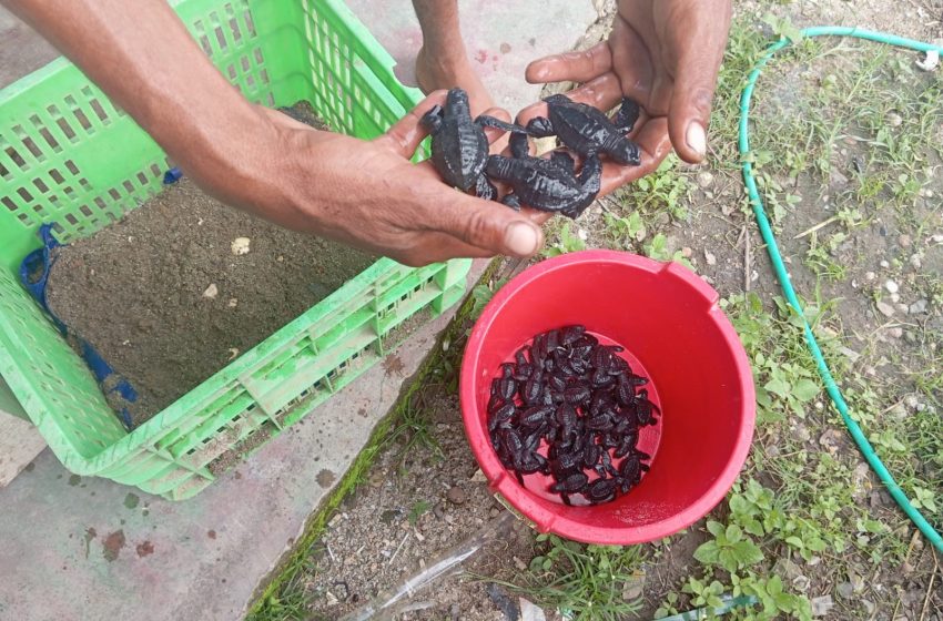  Comunidad de Bijagual en Antón comprometida en la protección de la tortuga Golfina