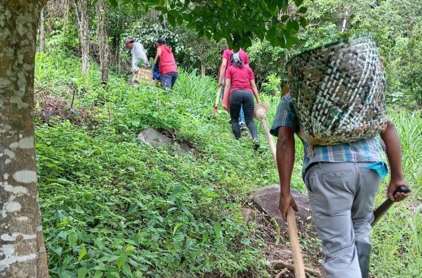  Reforestan área cercana a la toma de agua en la comunidad de Las Lomas en La Pintada