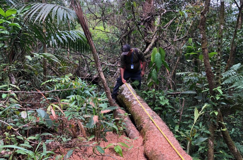  Detectan tala ilegal de madera en la Reserva Forestal de Montuoso