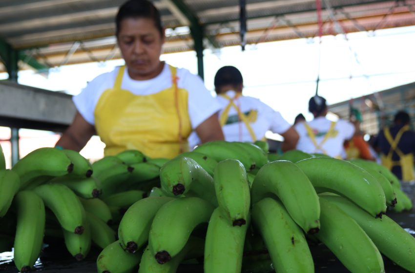  Exportaciones panameñas alcanzan cifra récord en primeros diez meses de 2024