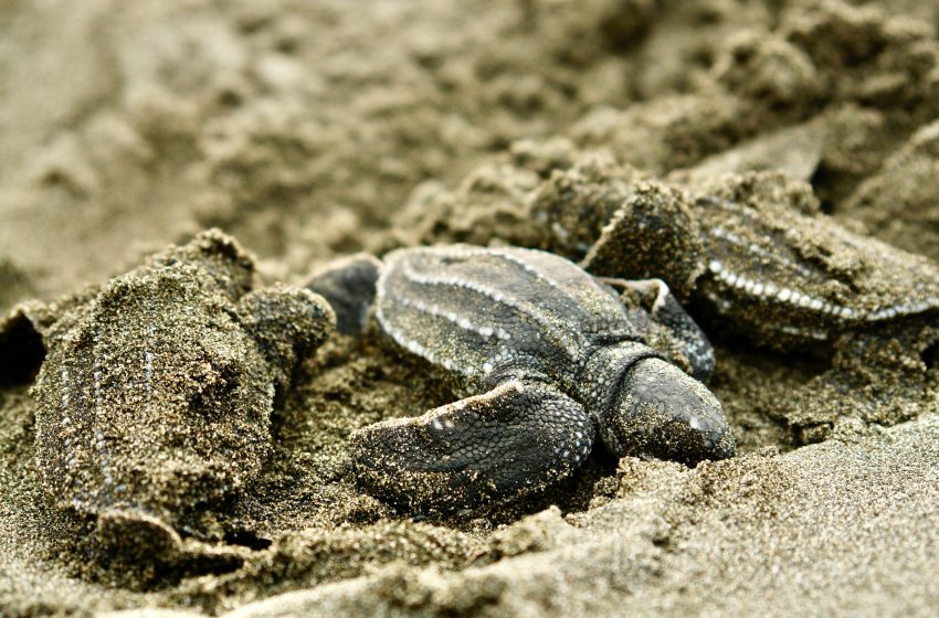  Panamá destino estrella en Turismo de Aventuras Nocturnas, según National Geographic