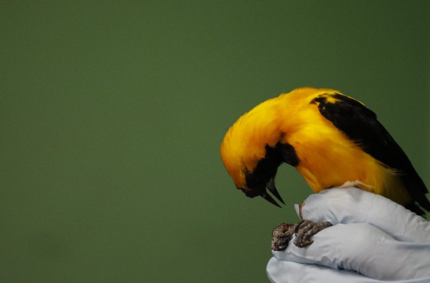  Uso de pirotecnia representa una amenaza para las aves y biodiversidad