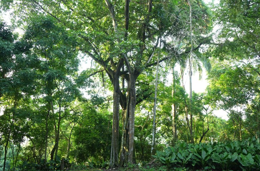  Panamá será sede del 61º Consejo Internacional de las Maderas Tropicales en 2025