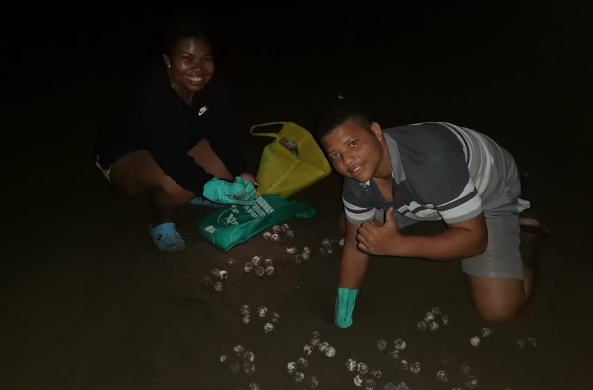  Comunidad de Jaqué se une para la protección y conservación de la tortuga marina 