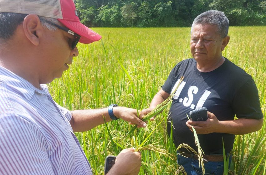  Condiciones favorables del clima, frenaron porcentaje de pérdidas agrícolas, según informe del MIDA